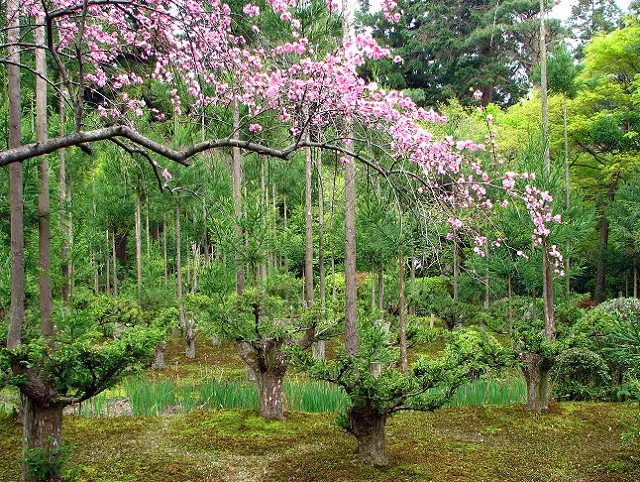Daisugi: Técnica japonesa