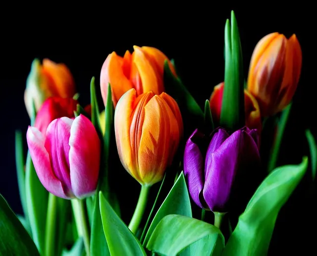 ¿Qué representan las flores de nacimiento?