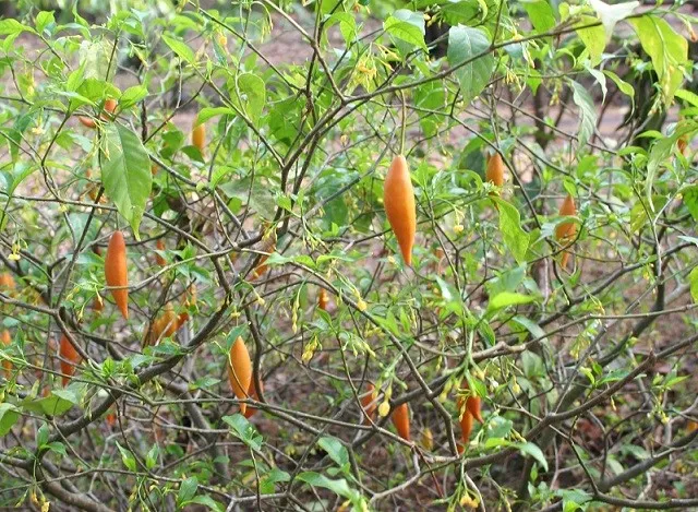 Iboga en la medicina vegetal africana