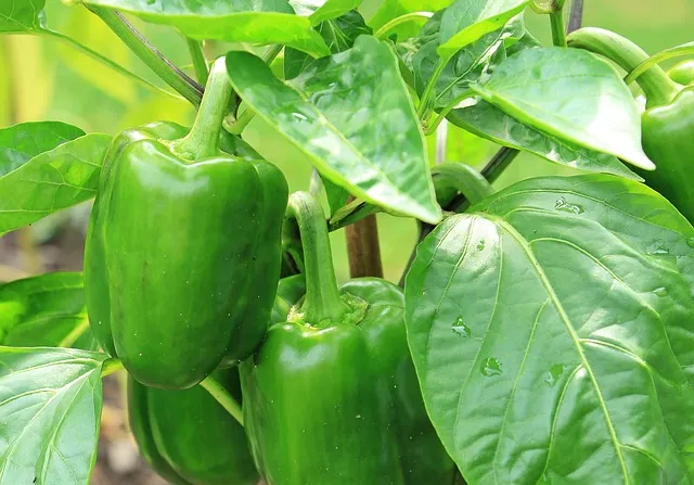 Propiedades del pimiento verde