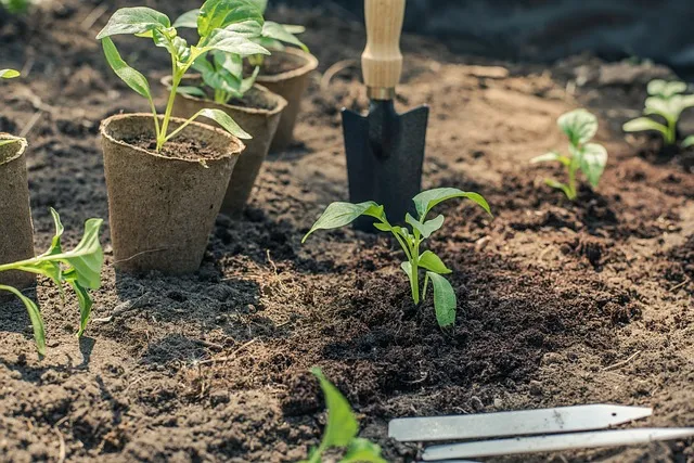 Germinación y trasplante