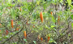 El iboga en la medicina vegetal africana