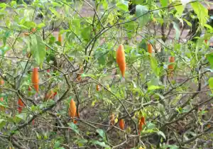 El iboga en la medicina vegetal africana