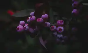 Baya de la Cay: La fruta con más antioxidantes del mundo