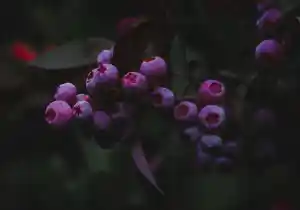 Baya de la Cay: La fruta con más antioxidantes del mundo