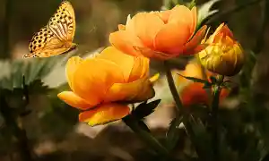 Conoce la flor de tu mes de nacimiento y sus poderes esotéricos