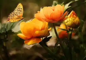 Conoce la flor de tu mes de nacimiento y sus poderes esotéricos