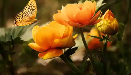 Conoce la flor de tu mes de nacimiento y sus poderes esotéricos
