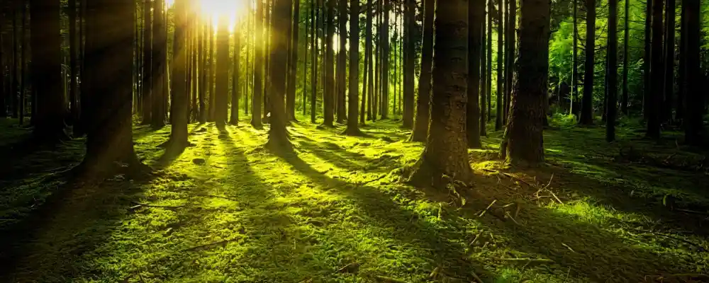 Magia solar: Conectando con la energía del sol para potenciar tus sueños