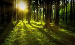 Magia solar: Conectando con la energía del sol para potenciar tus sueños