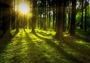Magia solar: Conectando con la energía del sol para potenciar tus sueños