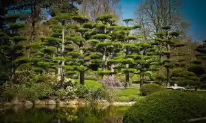 Daisugi: el arte japonés de podar árboles
