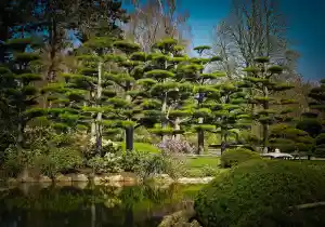 Daisugi: el arte japonés de podar árboles