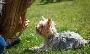 Tener mascota ayuda a tu salud mental
