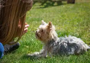 Tener mascota ayuda a tu salud mental