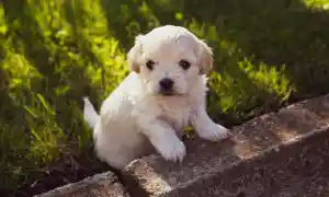 Síndrome del cachorro azul