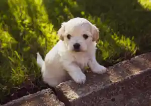 Síndrome del cachorro azul