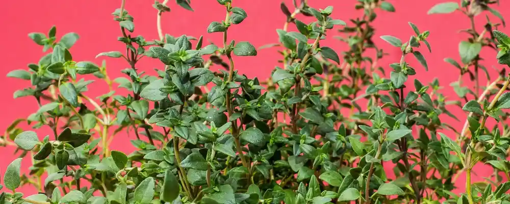 Propiedades y beneficios del tomillo